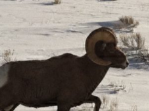 ram on the National Elk Refuge