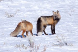 cross & red foxes