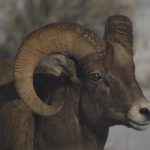 bighorn sheep jackson hole