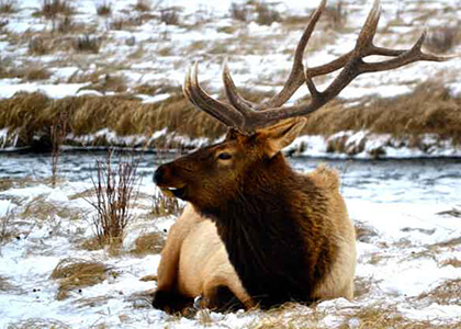 big-bull-elk-laying-in-snow-grass