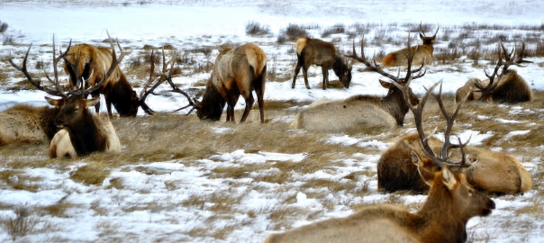 What Are Elk Doing in Jackson Hole, Wyoming Right Now?