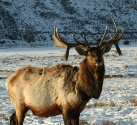Jackson Hole Winter Wildlife Tours