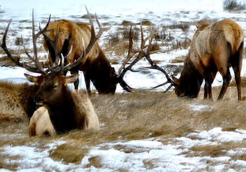 Elk Bedded in Snow Half image