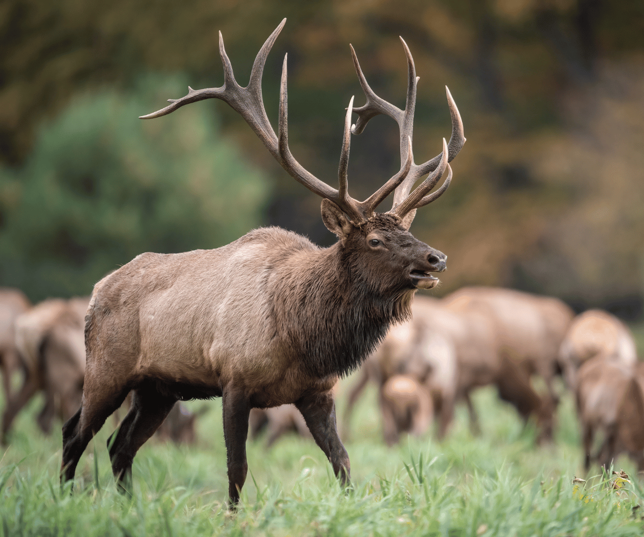 bull elk in summer with herd in background