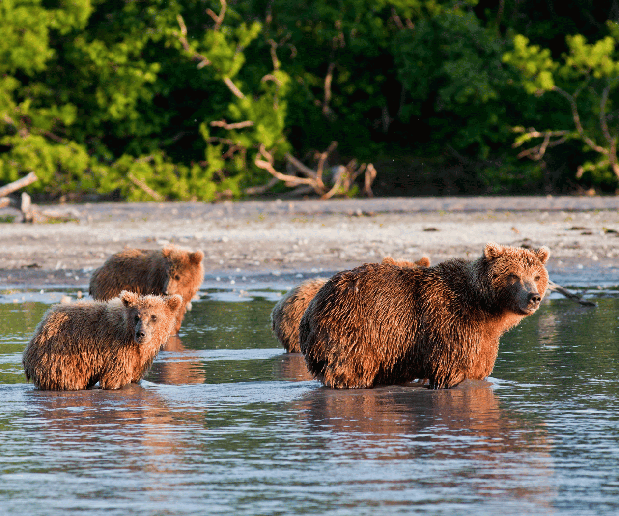 bear and 3 cubs crossing a river at sunset