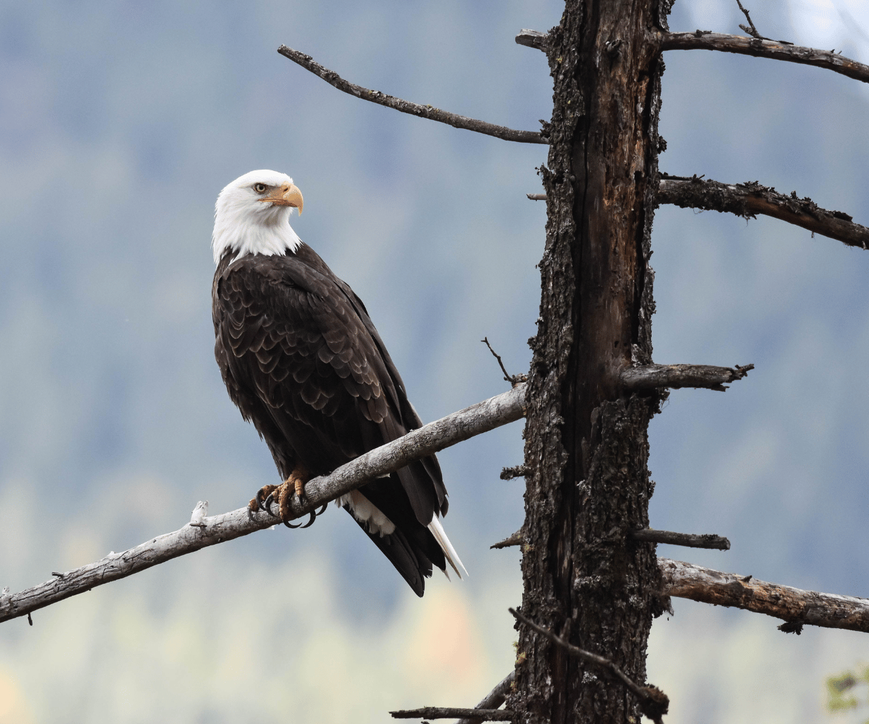 American Bald Eagle perched on dead tree branch