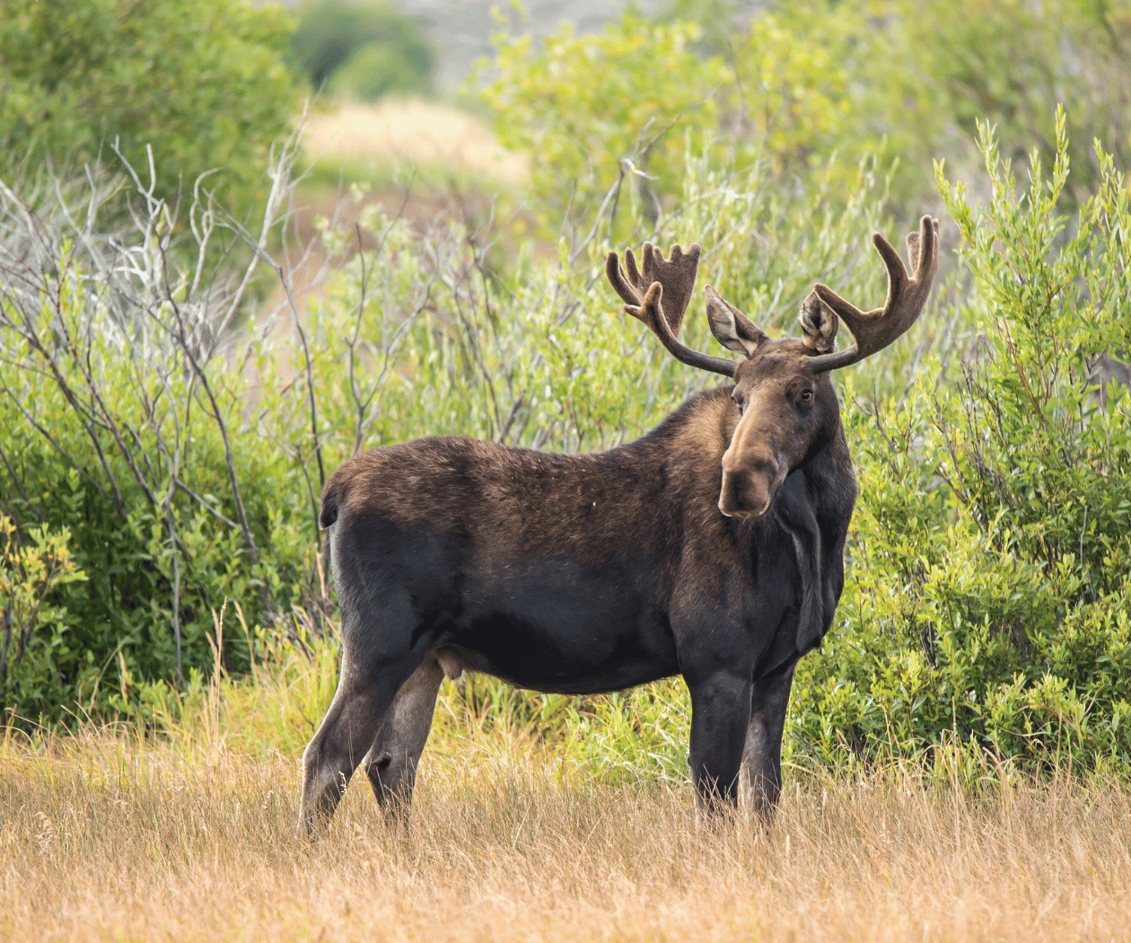 Bull Moose in nature