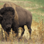 american buffalo in teton valley
