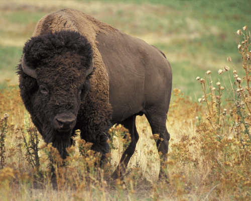 american buffalo in teton valley