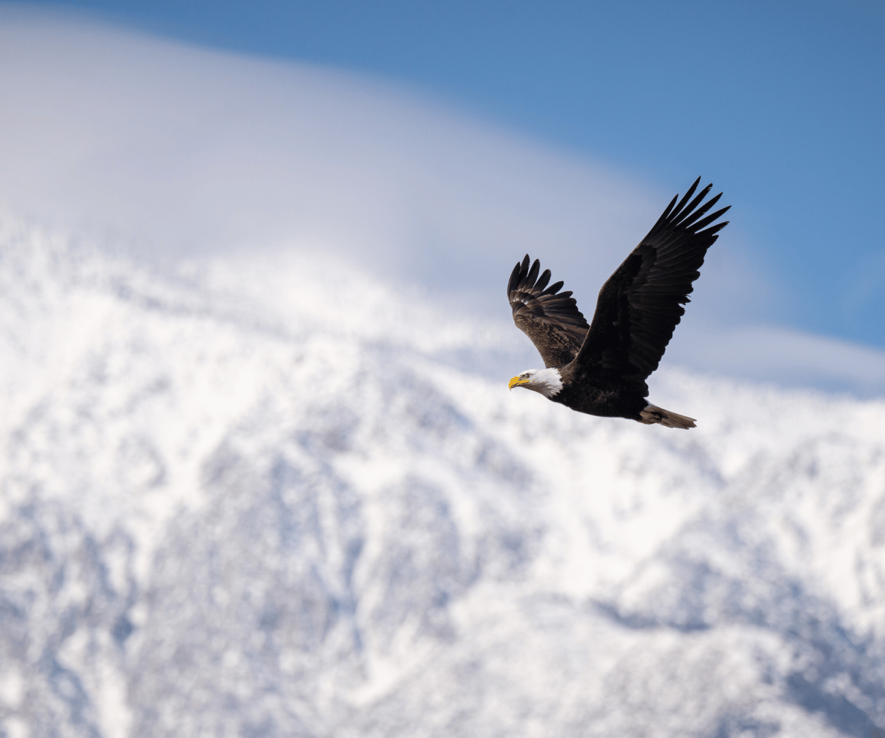 bald eagle winter snow