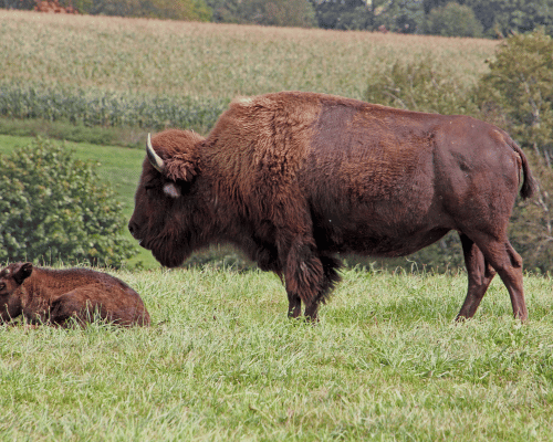 bison and baby