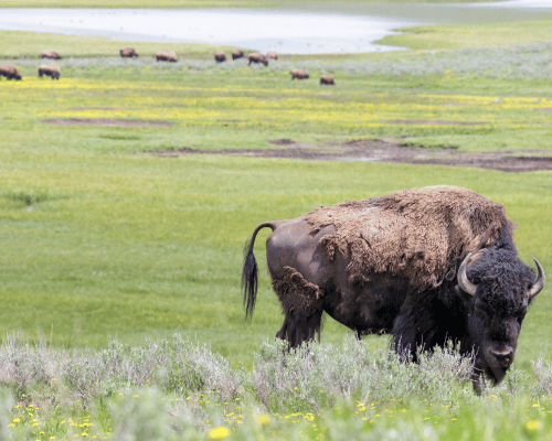 Bison shedding in Jackson hole