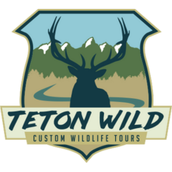 Teton Wild Logo