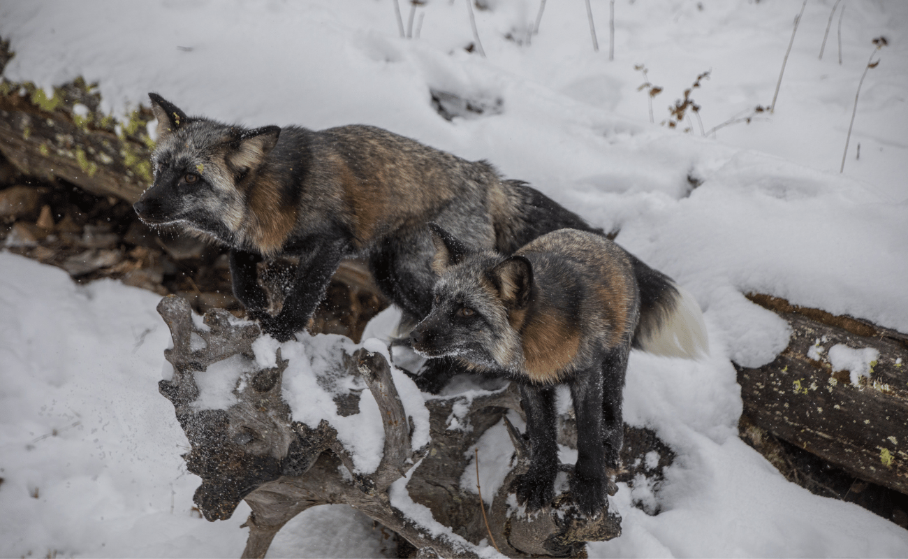 Cross Foxes in mountains during winter