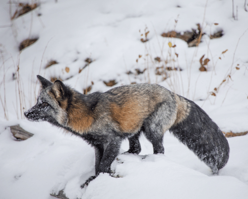 Cross Fox in deep snow