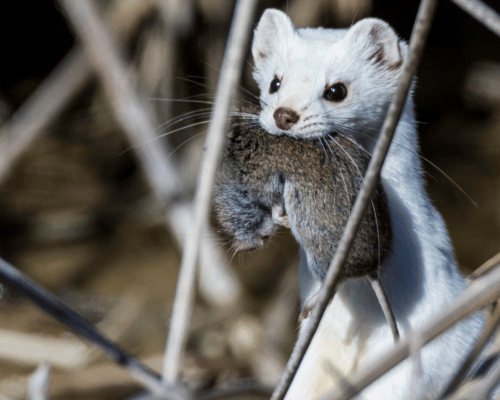 White Ermine with small rodent in mouth