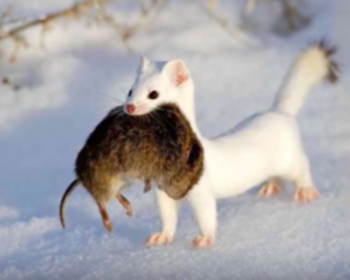 White ermine with large rodent in mouth in winter
