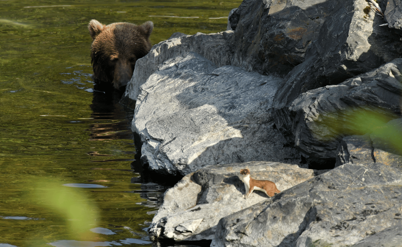 ermine on rocks while bear watches from river