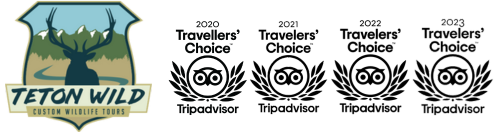 https://tetonwild.com/wp-content/uploads/2022/11/Teton-Wild-TripAdvisor-Travellers-Choice-Award-Logo.png
