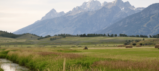 Discover the Wonders of Wildlife Tour in Jackson Hole