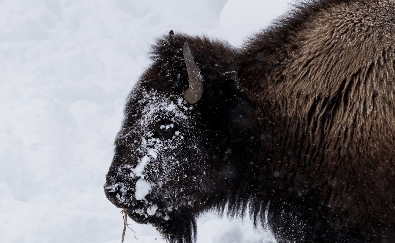 The Surprising Adaptations of Tetons' Wildlife to Extreme Weather Conditions