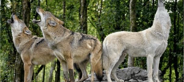 Jackson Hole wolves