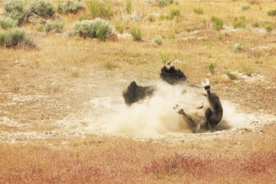 Teton Wildlife Tour showing bear playing in dirt