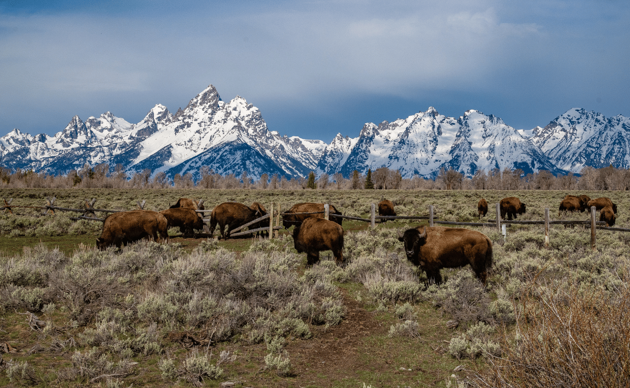 Grand Teton Bison Herd