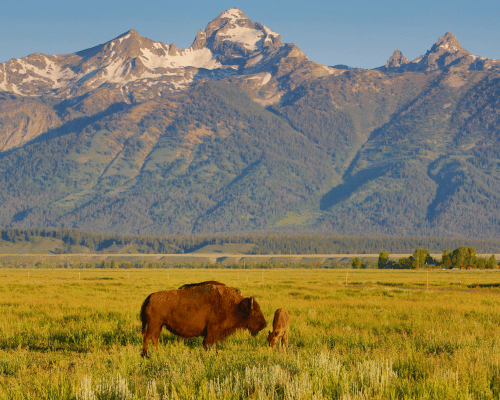 Majestic peak views during summer tour with bison