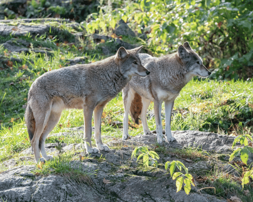 Two wolves standing in the forrest by each other