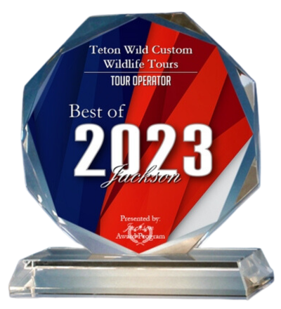 glass award for Best of 2023 Jackson Hole Teton Wildlife