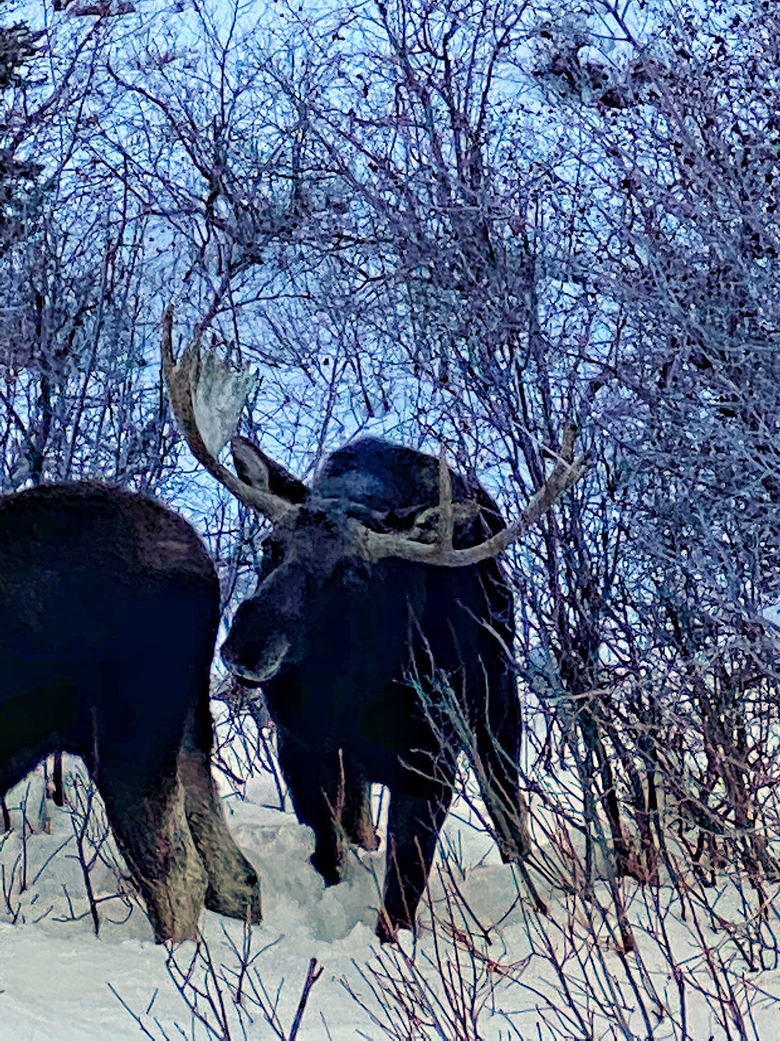 Up-Close moose in snowy tetons