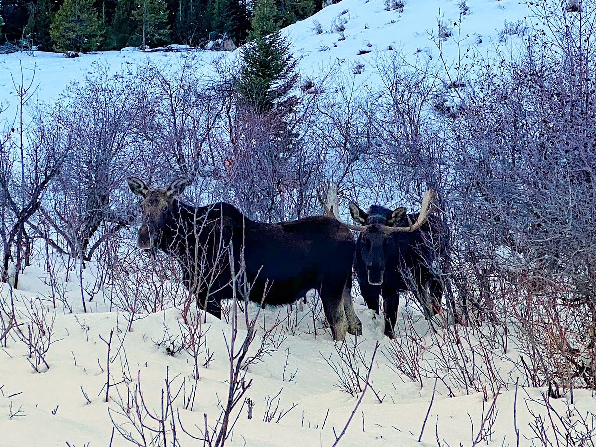 Tourists spotting male and female moose in the snow