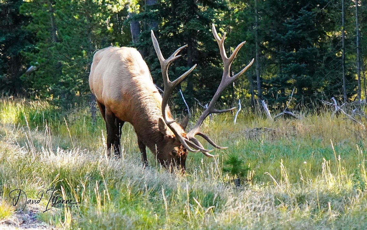 Sunrays piercing through misty forests on beautiful Bull elk
