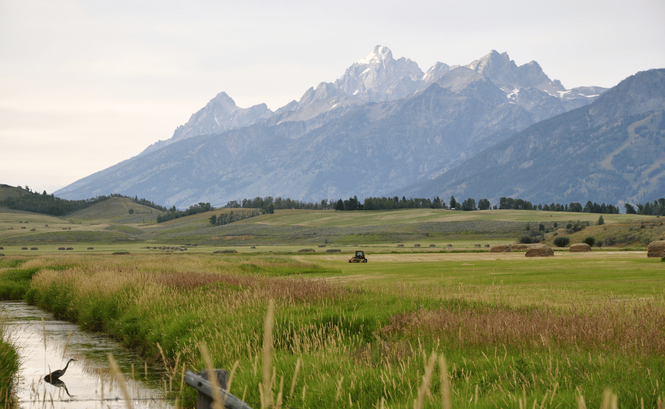 Discover the Wonders of Wildlife Tour in Jackson Hole: A Personalized Experience with Teton Wild