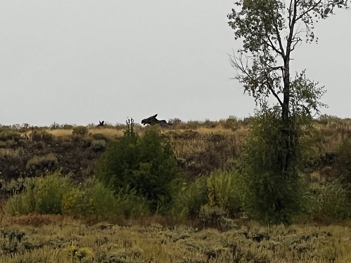 Silhouetted Moose peaking head in Tetons