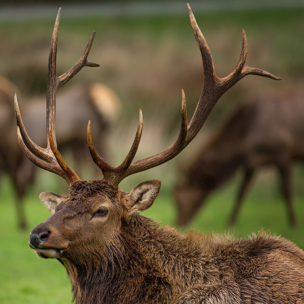 Up-close of Elk with big rack