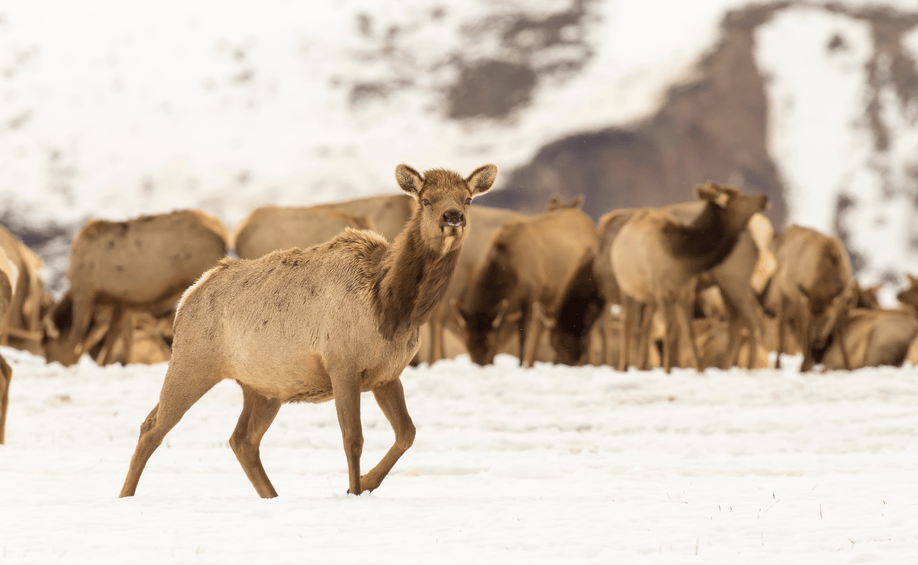Elk migration towards the National Elk Refuge in winter