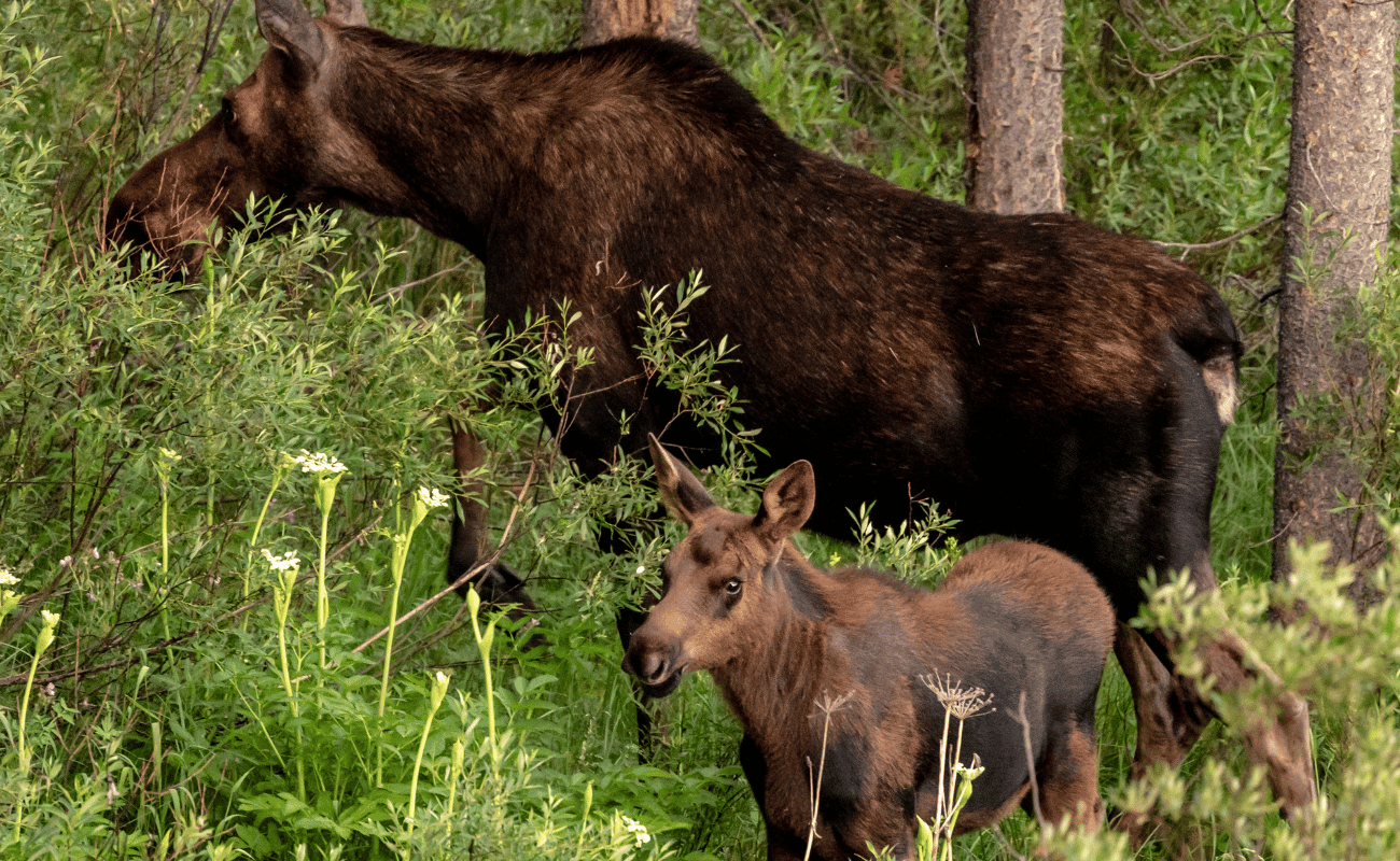 Moose with newborn in the summer foliage and wild flowers