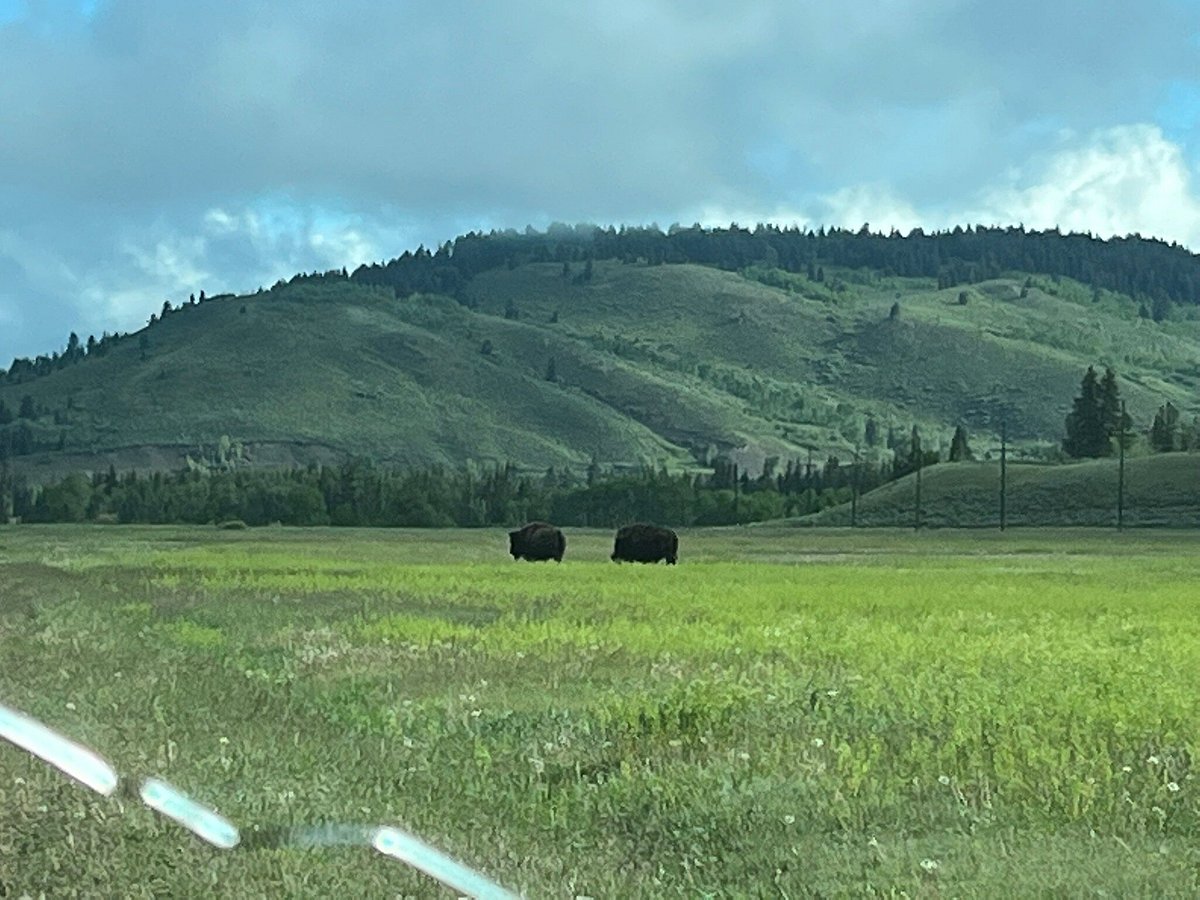 Winding paths through Grand Teton National Park and spotting bison