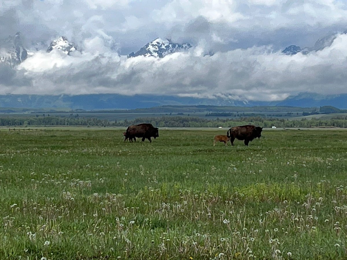Happiness: Family of bison grazing in the valley of the Grand Tetons