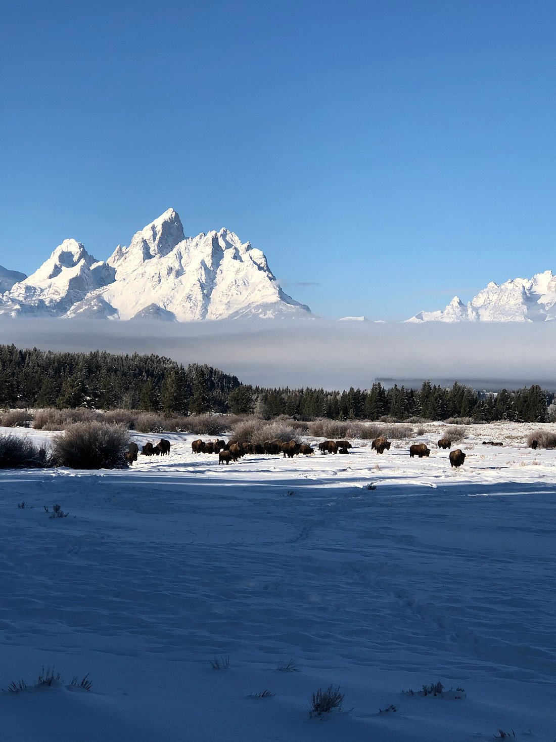 Snowy Tetons with inversion of clouds in the morning with bison in the fields