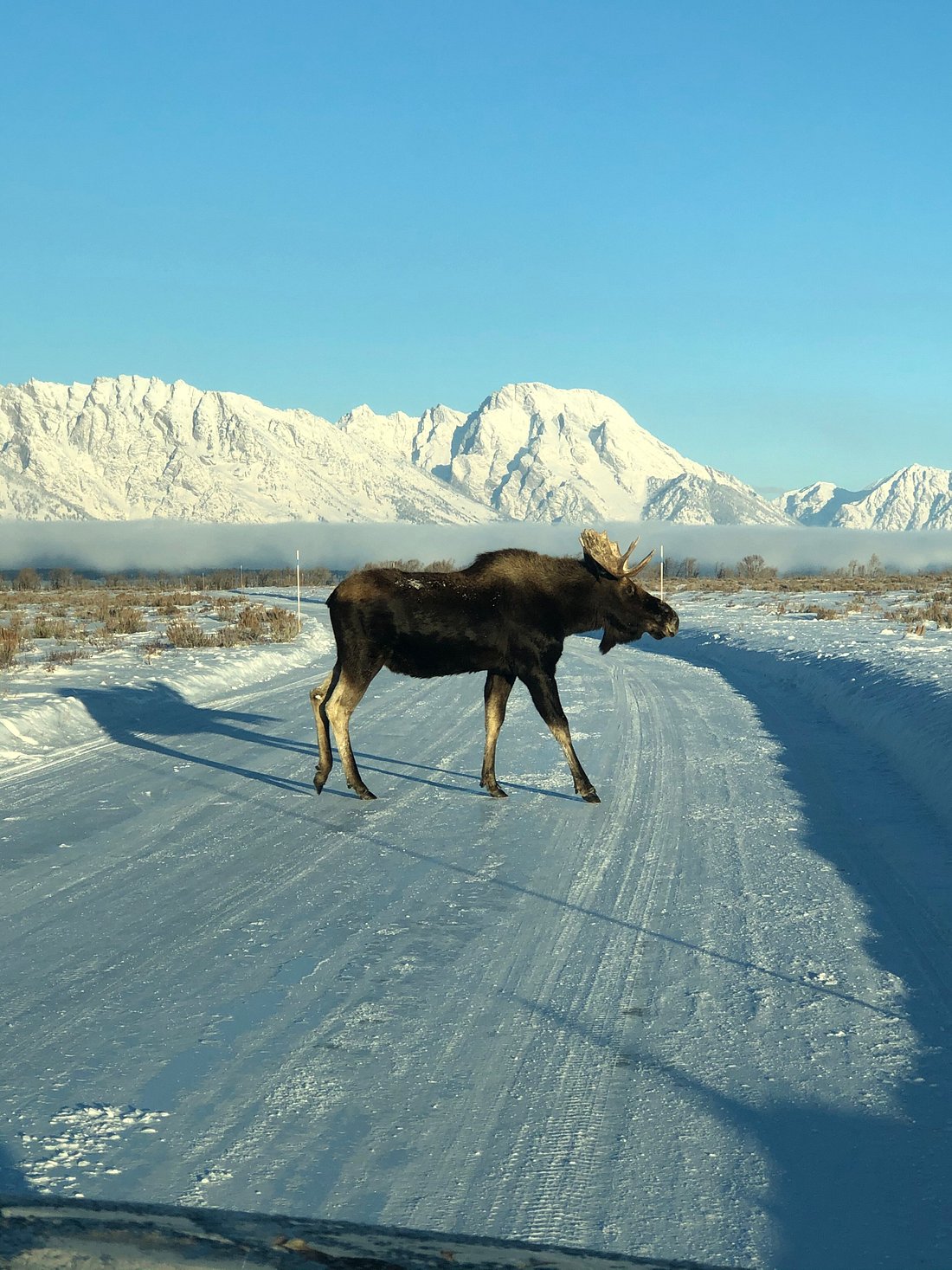 moose crossing road in winter time in Jackson Hole