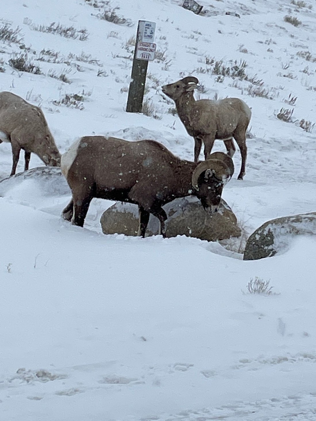 Snow covered mountains with rams in the tetons