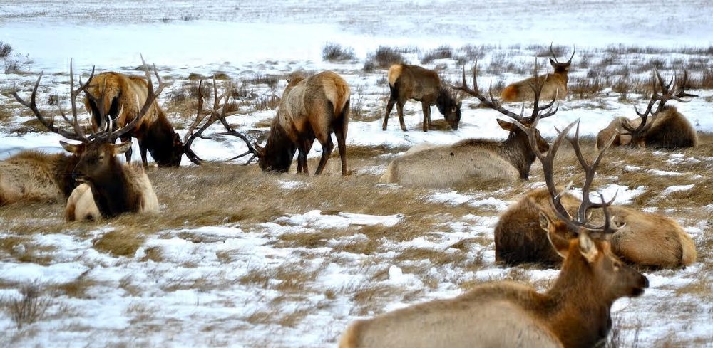 Elk in Winter on the Elk Reservation in Jackson Hole