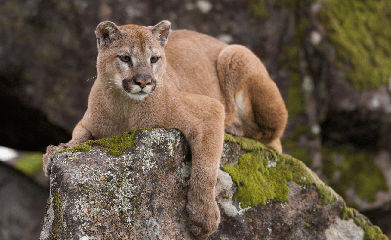 Mountain Lion perched atop a rock in the tetons