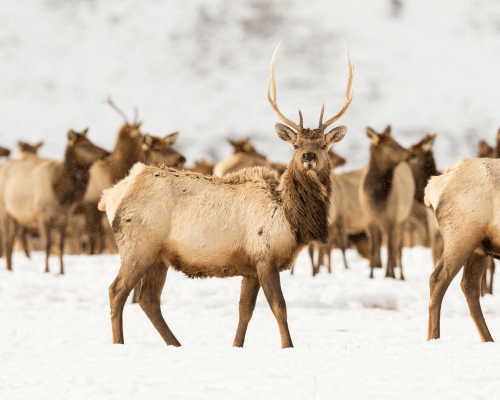 elk in jackson hole in winter