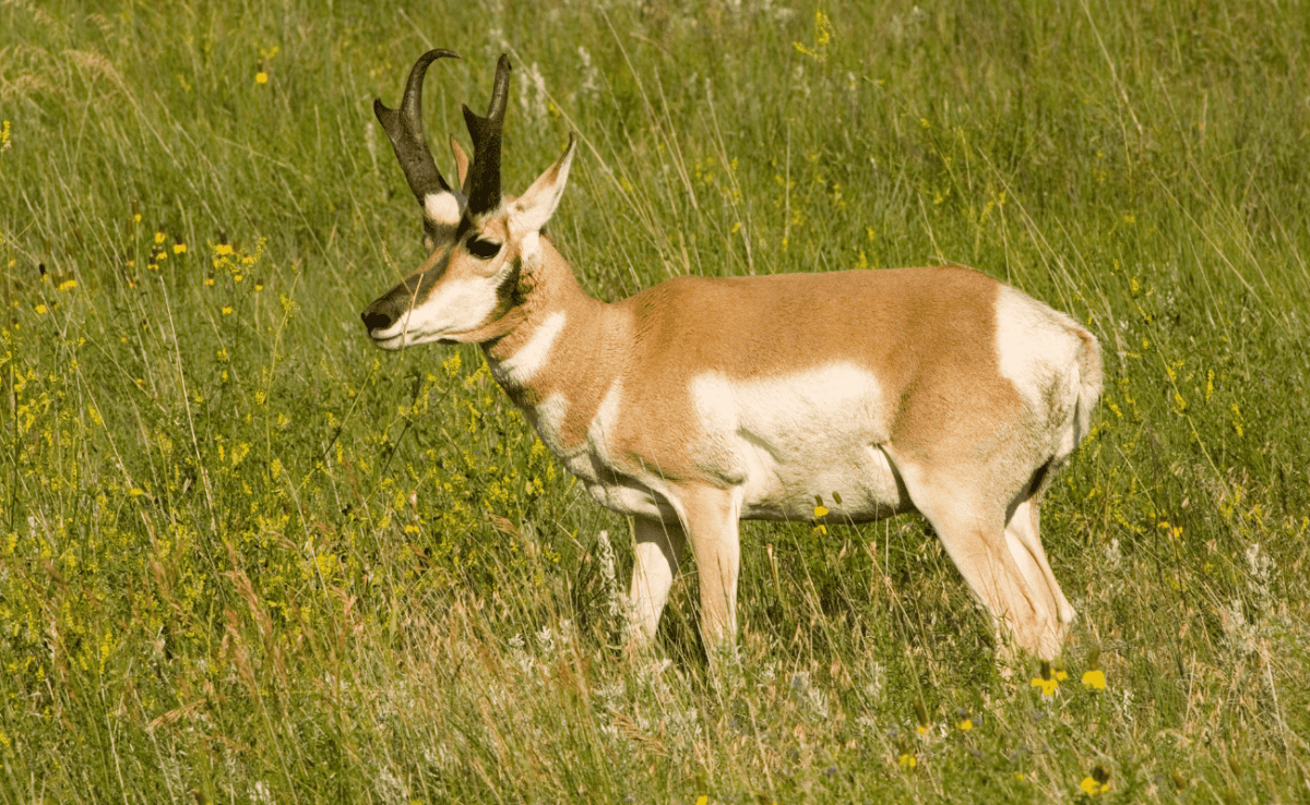 Viewing Pronghorn Antelope in Wyoming - Jackson Hole Custom Wildlife Tours