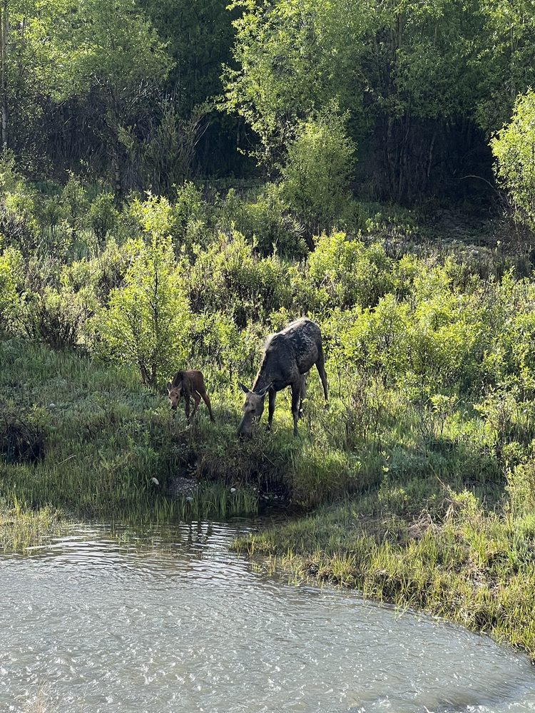 Mama Moose and Calf by water