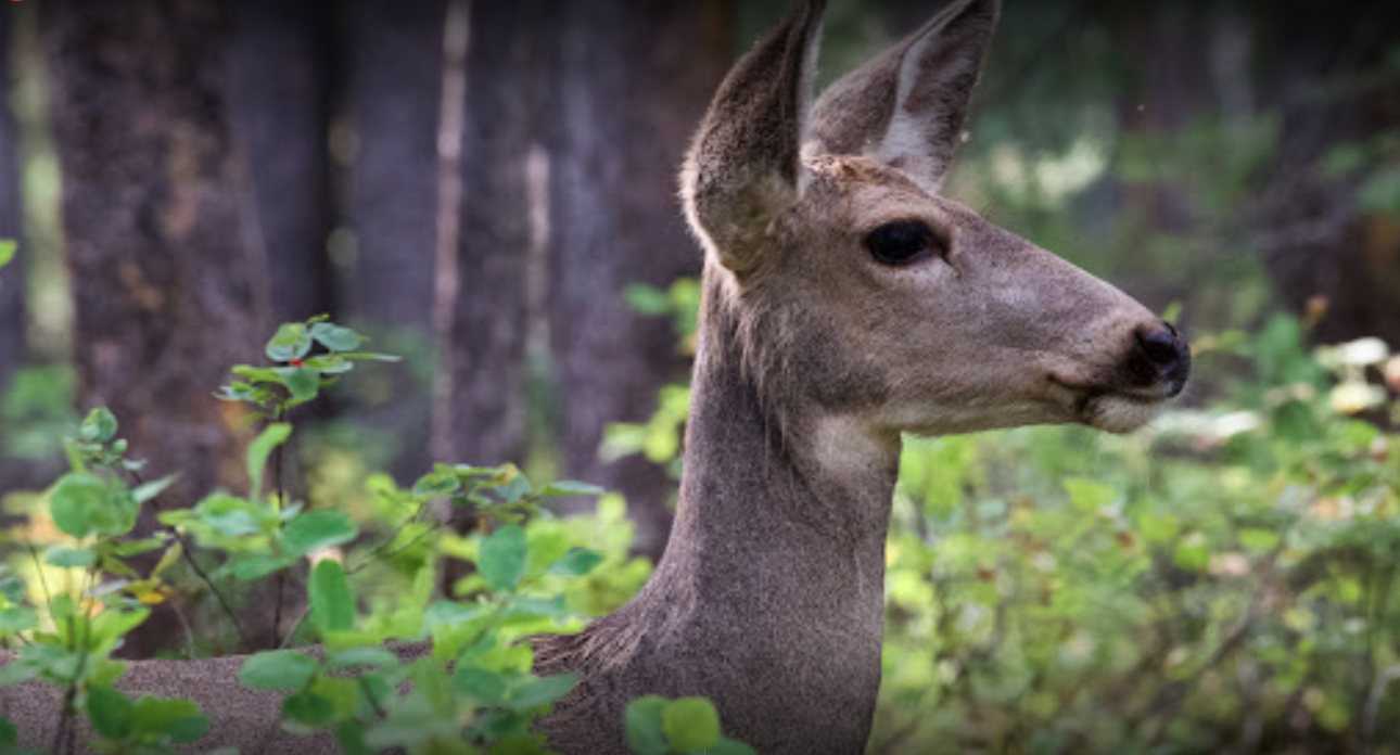 Close-up of curious deer on tour path